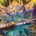 Girl Scout Cookies Auto (Garden of Green) Feminisoidut
