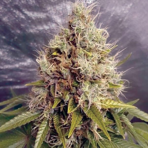 Kush Mass Auto (Garden of Green) Feminisoidut