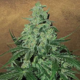 Super Skunk Auto (Garden of Green) feminisoidut