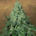 Super Skunk Auto (Garden of Green) Feminisoidut