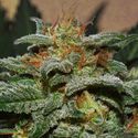 Sweetberry Cough Auto (Garden of Green) Feminisoidut