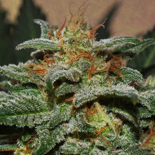 Sweetberry Cough Auto (Garden of Green) Feminisoidut