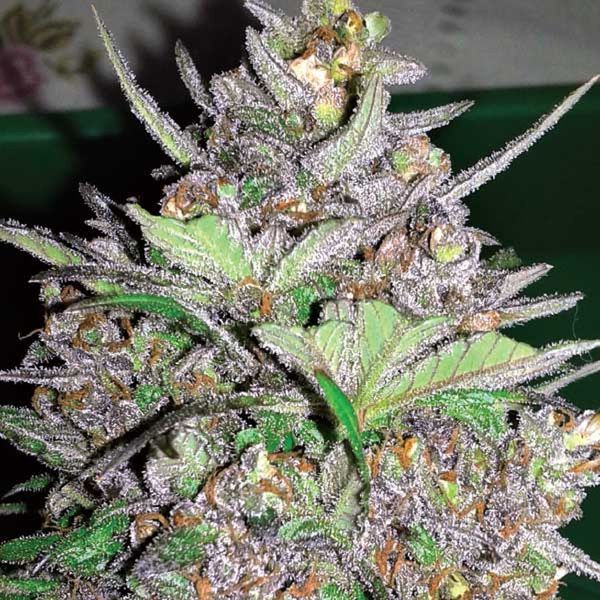 Violet Kush Auto (Garden of Green) Feminisoidut