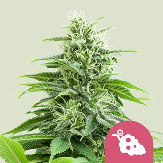 Fruit Spirit (Royal Queen Seeds) feminisoidut kannabiksen siemenet