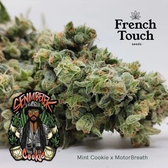 Senmbelek Cookie (French Touch Seeds) Feminisoidut