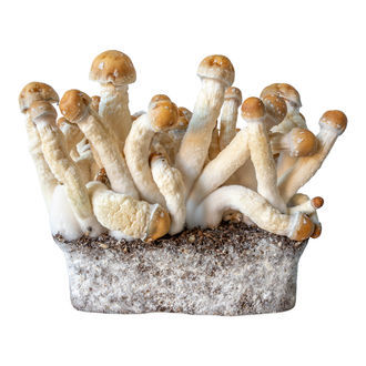 Penis Envy -nestemäisen viljelmän ruisku (Acid Shroomz)