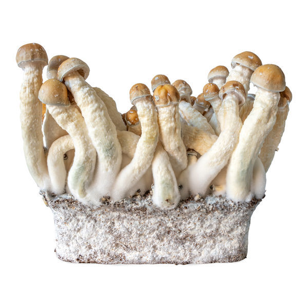 Penis Envy -nestemäisen viljelmän ruisku (Acid Shroomz)