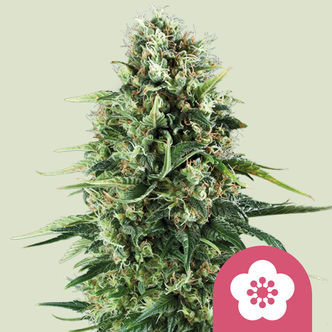 Power Flower (Royal Queen Seeds) feminisoidut