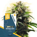 Canna-Curious Pack – Feminisoidut lajikkeet