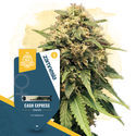 Canna-Curious Pack – Feminisoidut lajikkeet
