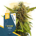 Canna-Curious Pack – Feminisoidut lajikkeet