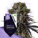 Kings of Kush -pakkaus – Feminisoidut lajikkeet