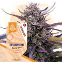 Kings of Kush -pakkaus – Feminisoidut lajikkeet