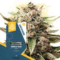 Super THC Pack - Feminisoidut lajikkeet