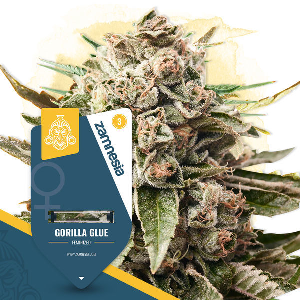 Super THC Pack - Feminisoidut lajikkeet