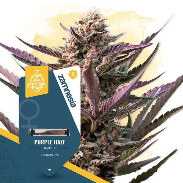 Ylistä haze -paketti – Feminisoidut lajikkeet