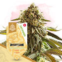Hedelmäinen paketti – Autoflower-lajikkeet