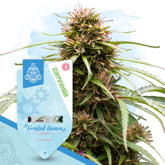 Hedelmäinen paketti – Autoflower-lajikkeet