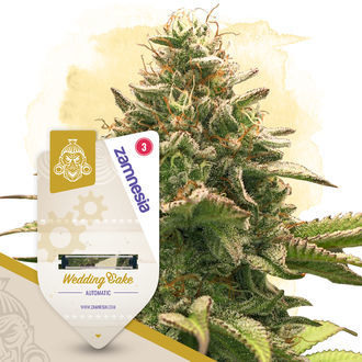 Caramel Cake Pack - Autoflower-lajikkeet