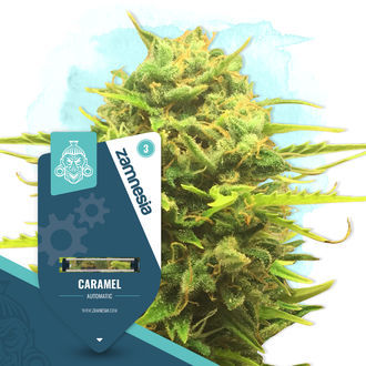 Caramel Cake Pack - Autoflower-lajikkeet