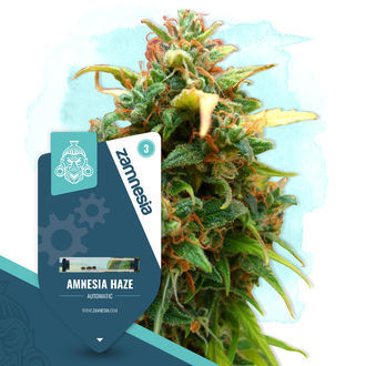 Legendaarinen paketti – Autoflower-lajikkeet