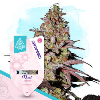 Legendaarinen paketti – Autoflower-lajikkeet