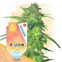 Nopeat tulokset -paketti - Autoflower-lajikkeet
