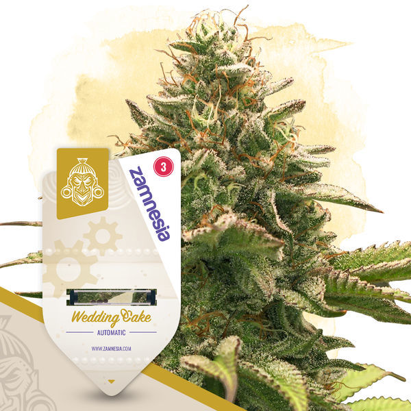 Nopeat tulokset -paketti - Autoflower-lajikkeet