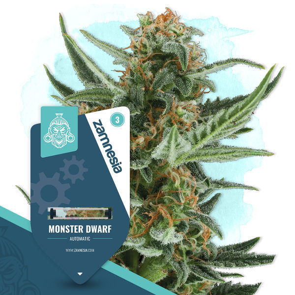 Nopeat tulokset -paketti - Autoflower-lajikkeet