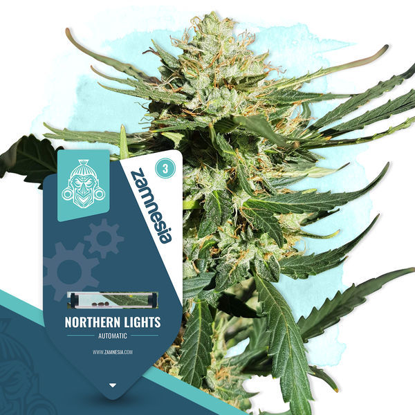 Canna-Curious -pakkaus – Autoflower-lajikkeet
