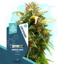 Coffeeshop Classics -paketti – Autoflower-lajikkeet