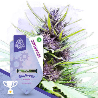 Coffeeshop Classics -paketti – Autoflower-lajikkeet