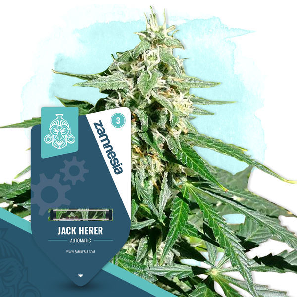 Coffeeshop Classics -paketti – Autoflower-lajikkeet