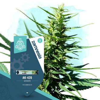 Coffeeshop Classics -paketti – Autoflower-lajikkeet