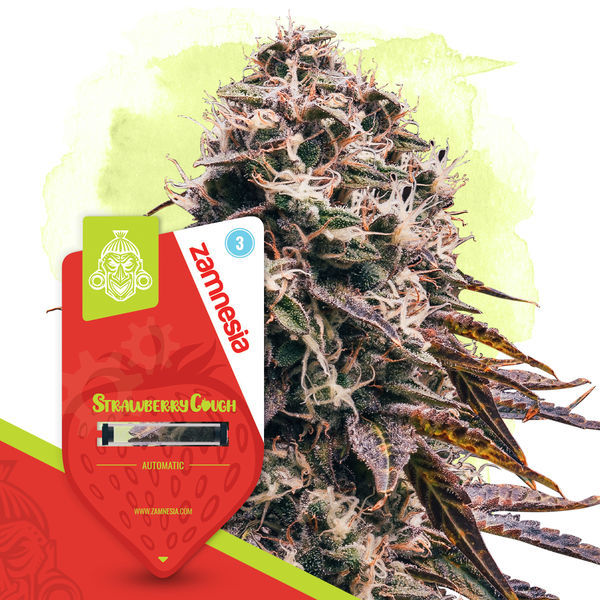Terpene Dream Pack - Autoflower-lajikkeet