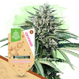 Värikäs puutarhapaketti – Autoflower-lajikkeet