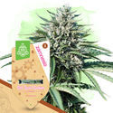 Värikäs puutarhapaketti – Autoflower-lajikkeet