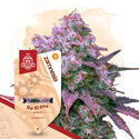 Kings of Kush -paketti – Autoflower-lajikkeet
