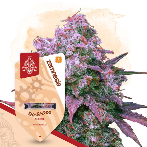 Kings of Kush -paketti – Autoflower-lajikkeet