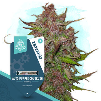 Kings of Kush -paketti – Autoflower-lajikkeet