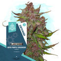Kings of Kush -paketti – Autoflower-lajikkeet