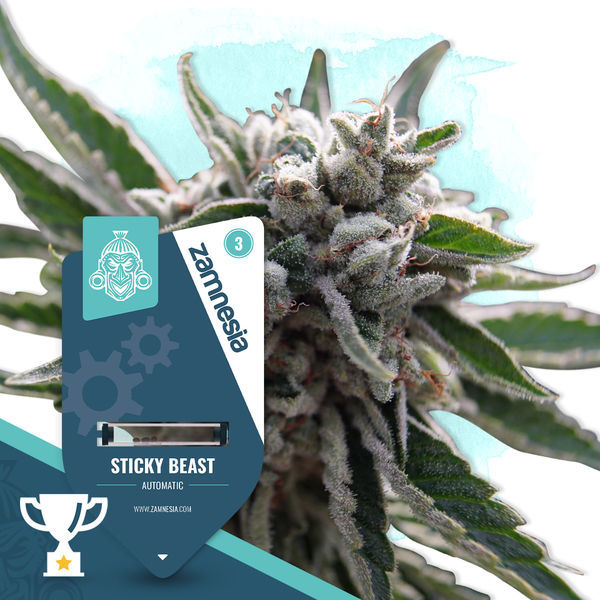 Kings of Kush -paketti – Autoflower-lajikkeet
