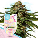 Super THC -paketti – Autoflower-lajikkeet
