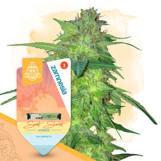 Super THC -paketti – Autoflower-lajikkeet