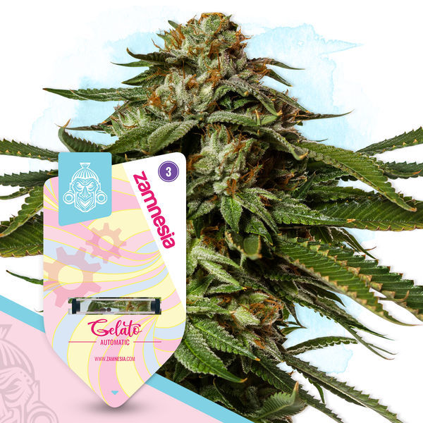 Sugar Rush -paketti – Autoflower-lajikkeet