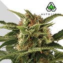 Auto Pounder (Auto Seeds) Feminisoidut