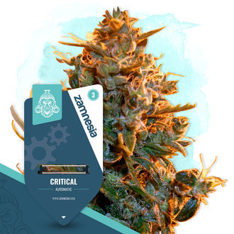 Pienten kasvien paketti – Autoflower-lajikkeet