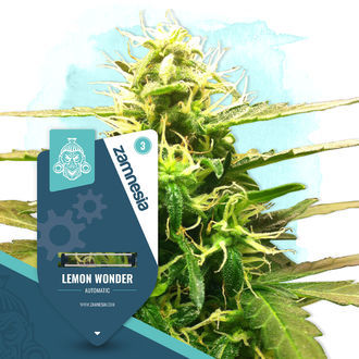 Pienten kasvien paketti – Autoflower-lajikkeet