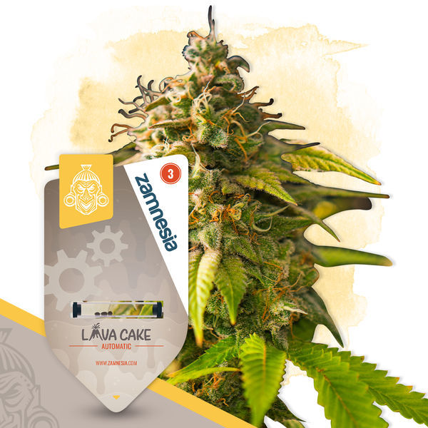 Pienten kasvien paketti – Autoflower-lajikkeet