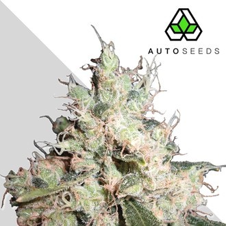 Hijack (Auto Seeds) Feminisoidut